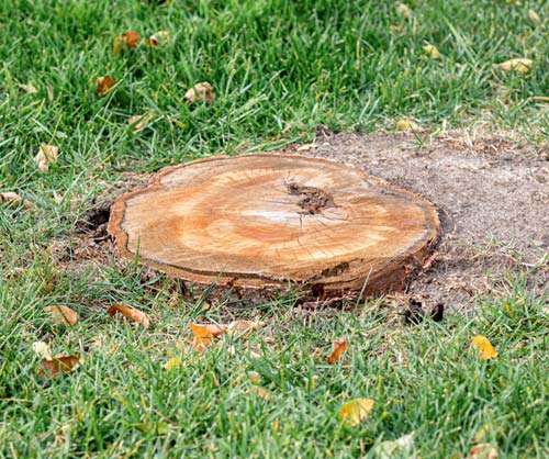 stump removal