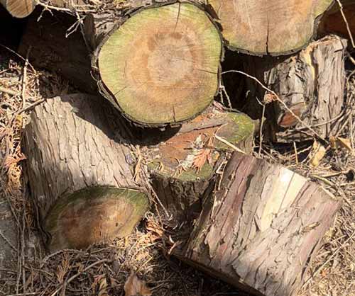 stump removal woking